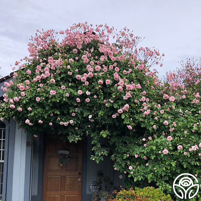 Everblooming Cl Cécile Brünner Rose - Rambling Rose - Lightly Fragrant ...