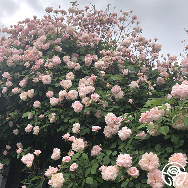 Everblooming Cl Cecile Brunner Rambling Rose | Thornless Rose