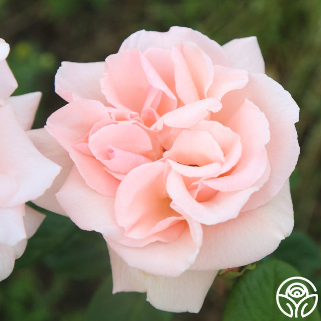 Everest Double Fragrance Shrub Rose | Fragrant Rose Plant
