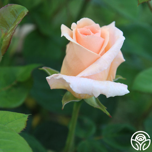 Everest Double Fragrance Shrub Rose | Fragrant Rose Plant