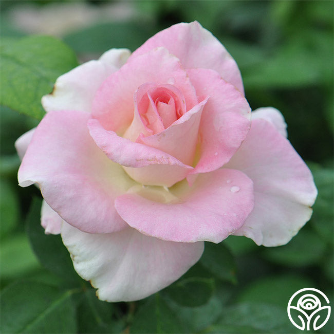 Falling In Love Rose - Hybrid Tea - Moderately Fragrant