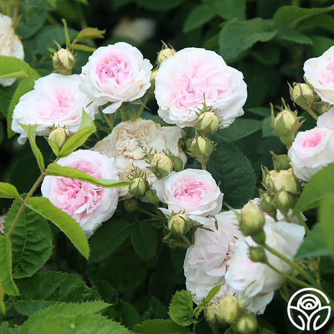 Heirloom Roses Félicité Parmentier