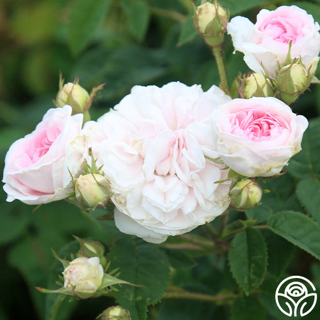 Heirloom Roses Félicité Parmentier