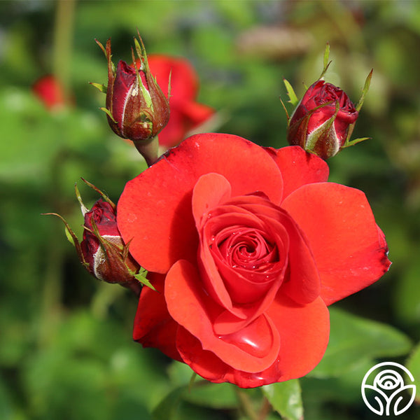 Fire King | Orange Floribunda Rose Bush – Heirloom