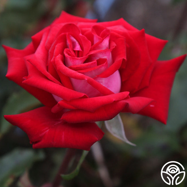 Fire Ice Rosa Fire 'N' Ice – Heirloom Roses