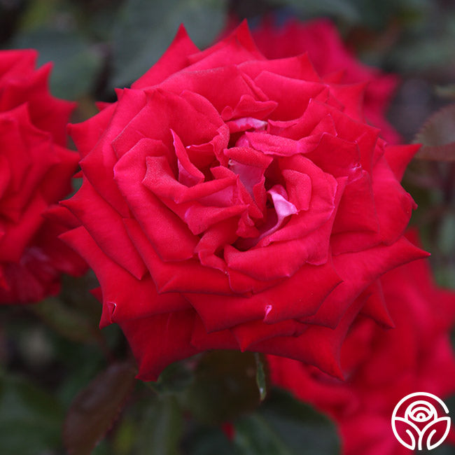 fire and ice rose seeds Fire 'N' Ice