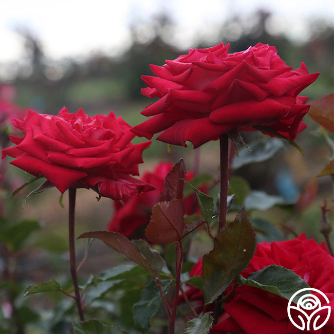 Fire Ice Rosa Fire 'N' Ice – Heirloom Roses