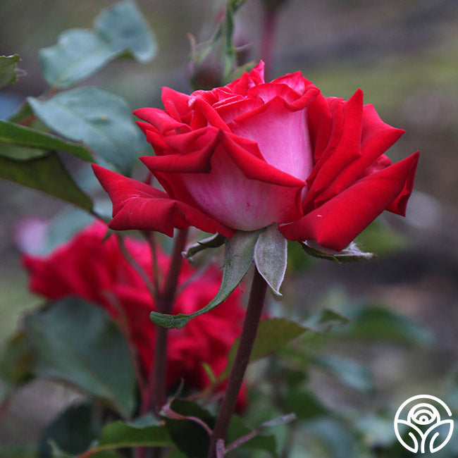 fire and ice rose seeds Fire 'N' Ice