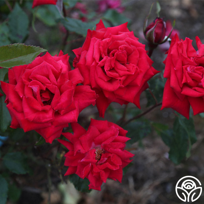 Fire Ice Rosa Fire 'N' Ice – Heirloom Roses