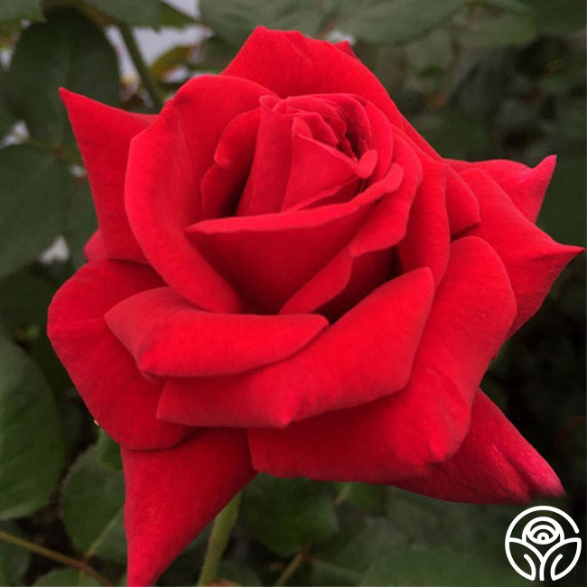 Firefighter Rose - Hybrid Tea - Exceptionally Fragrant – Heirloom Roses