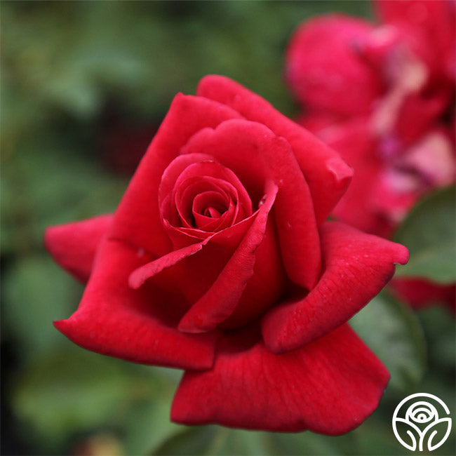 Firefighter Rose - Hybrid Tea - Exceptionally Fragrant – Heirloom Roses