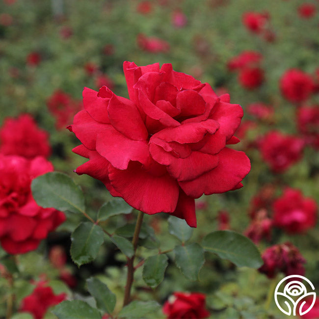 Firefighter Rose - Hybrid Tea - Exceptionally Fragrant – Heirloom Roses