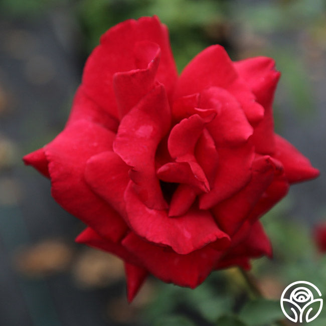 Firefighter Rose - Hybrid Tea - Exceptionally Fragrant – Heirloom Roses