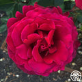 Firefighter Rose - Hybrid Tea - Exceptionally Fragrant – Heirloom Roses