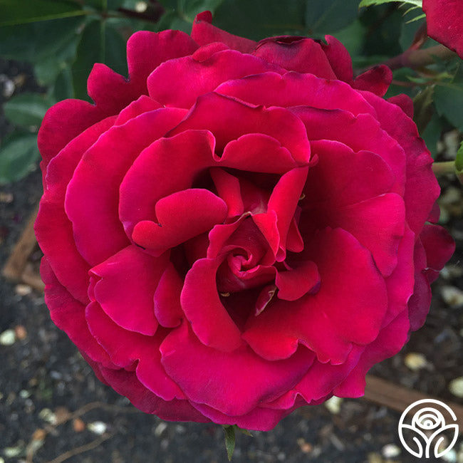 Firefighter Rose - Hybrid Tea - Exceptionally Fragrant – Heirloom Roses