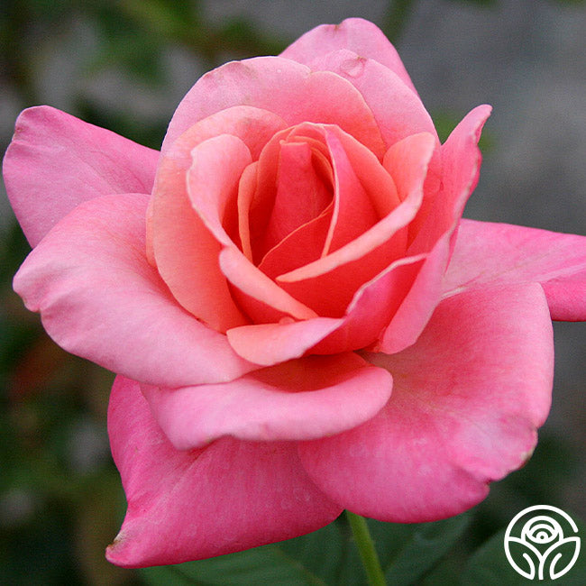 First Prize Hybrid Tea Rose | Fragrant Rose Bush – Heirloom Roses