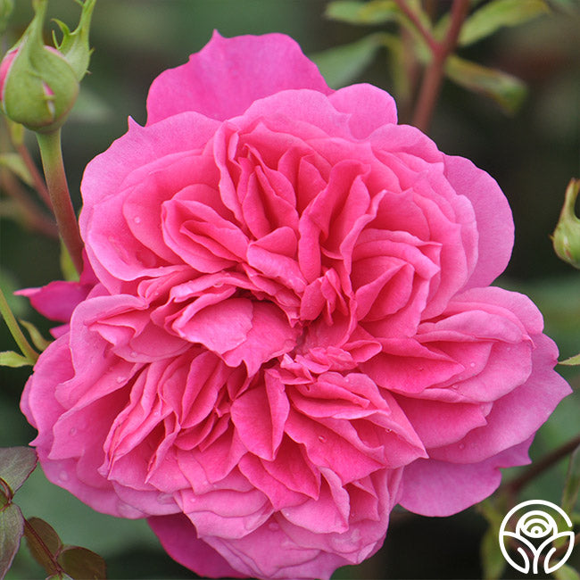 Flamenco Rosita