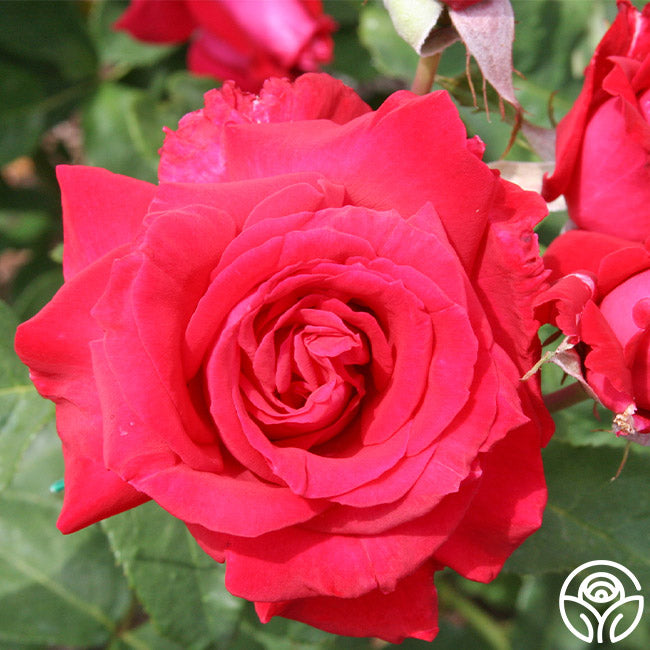 Forgotten Dreams Hybrid Tea Rose | Fragrant Rose Plant – Heirloom Roses