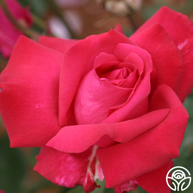 Forgotten Dreams Hybrid Tea Rose | Fragrant Rose Plant – Heirloom