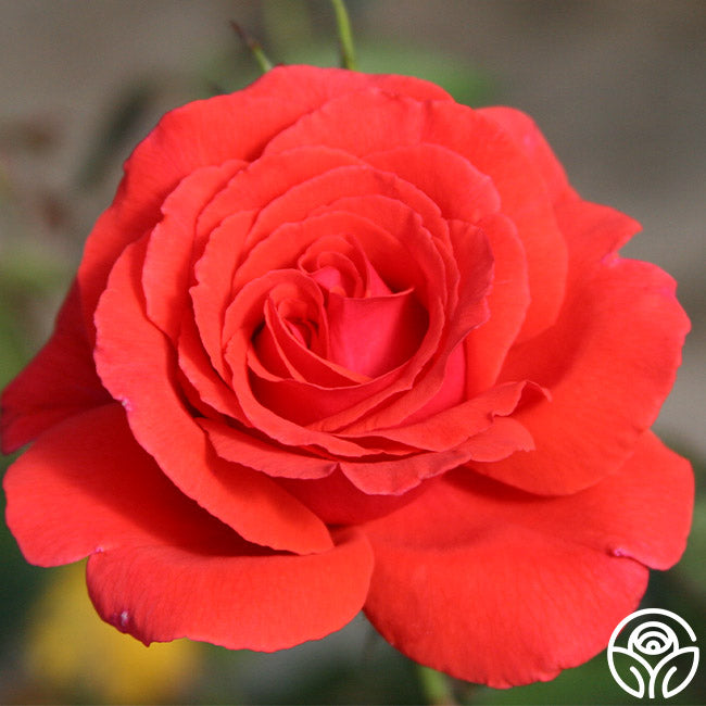 Fragrant Cloud Hybrid Tea Rose | Fragrant Rose Plant – Heirloom Roses