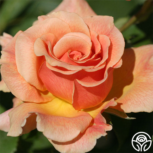 Fragrant Dream Hybrid Tea Rose | Fragrant Rose Plant – Heirloom Roses