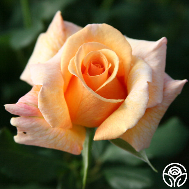Fragrant Dream Rose - Hybrid Tea - Very Fragrant – Heirloom Roses