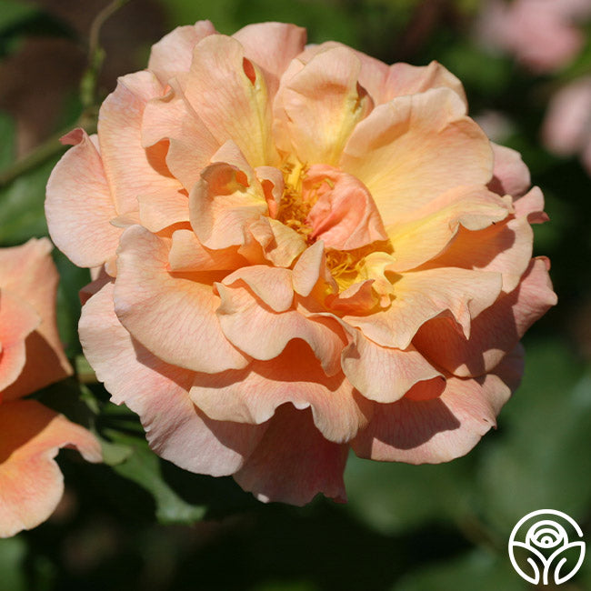 Fragrant Dream Rose - Hybrid Tea - Very Fragrant – Heirloom Roses