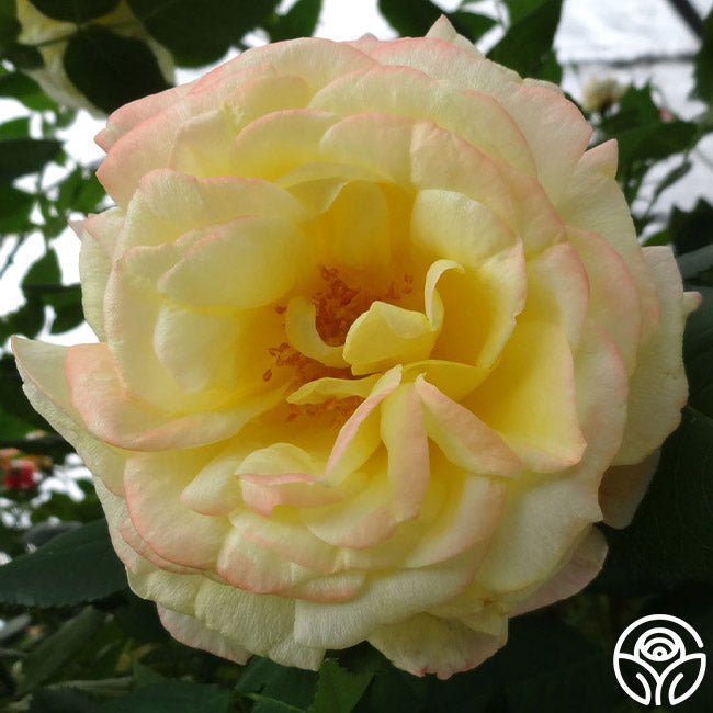 Fragrant Keepsake