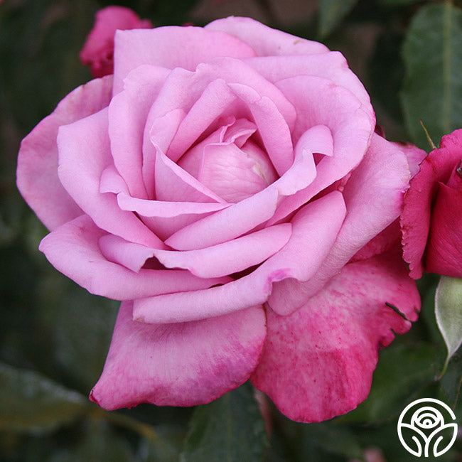 Tree Roses Fragrant Bush Rose Fragrant Plum