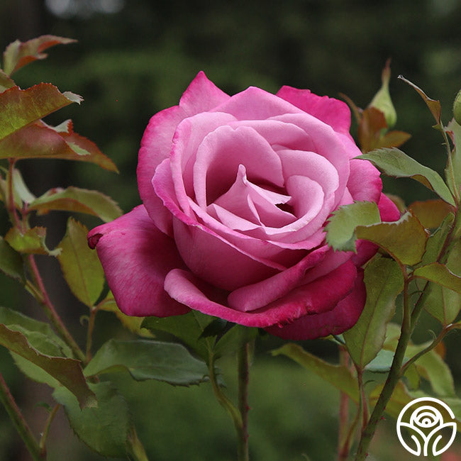 Tree Roses Fragrant Bush Rose Fragrant Plum