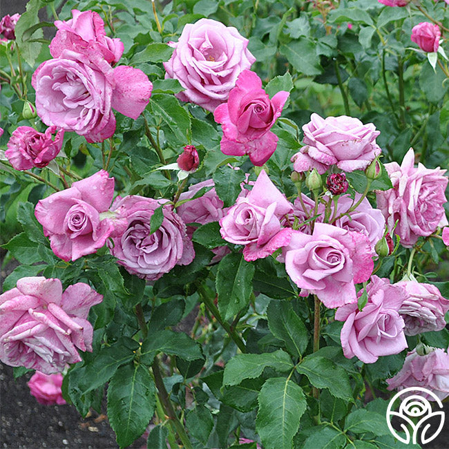 Fragrant Plum Rose - Grandiflora - Very Fragrant – Heirloom Roses