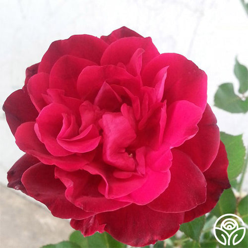 Francis Dubreuil Tea Rose | Fragrant Rose Plant  Heirloom