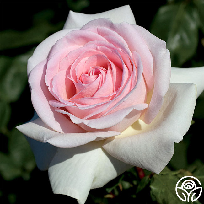 Heirloom Roses Francis Meilland - Thumbnail 4