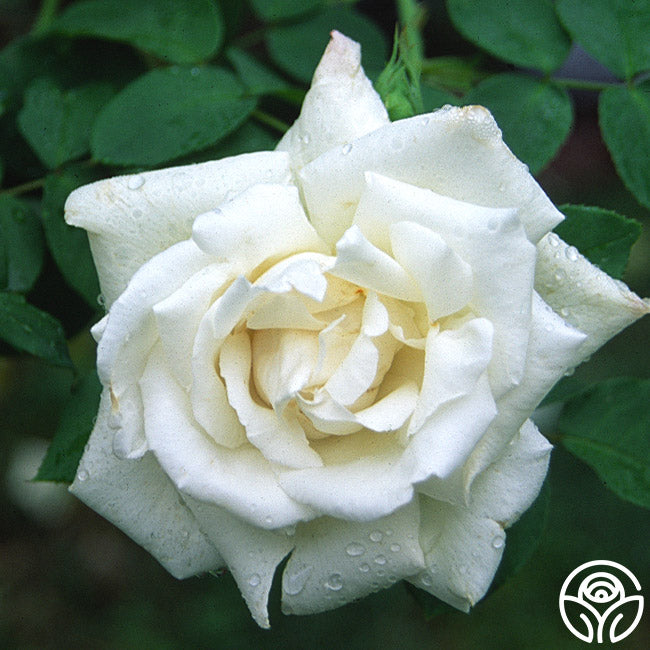 Frau Karl Druschki Hybrid Perpetuals Rose | White Rose Bush