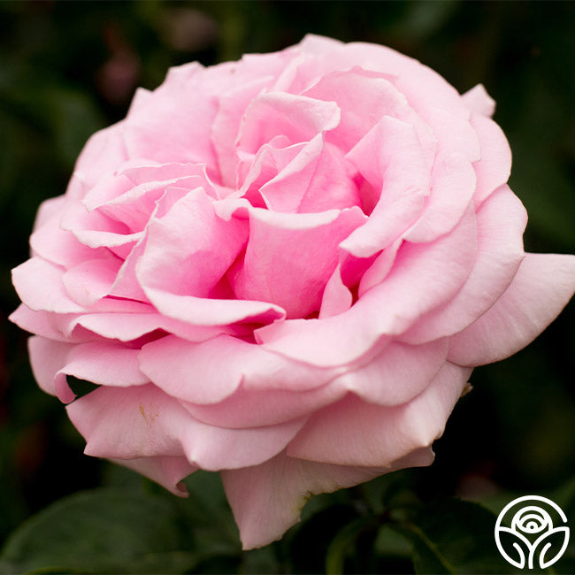 Frdric Mistral Hybrid Tea Rose | Fragrant Rose Bush – Heirloom Roses