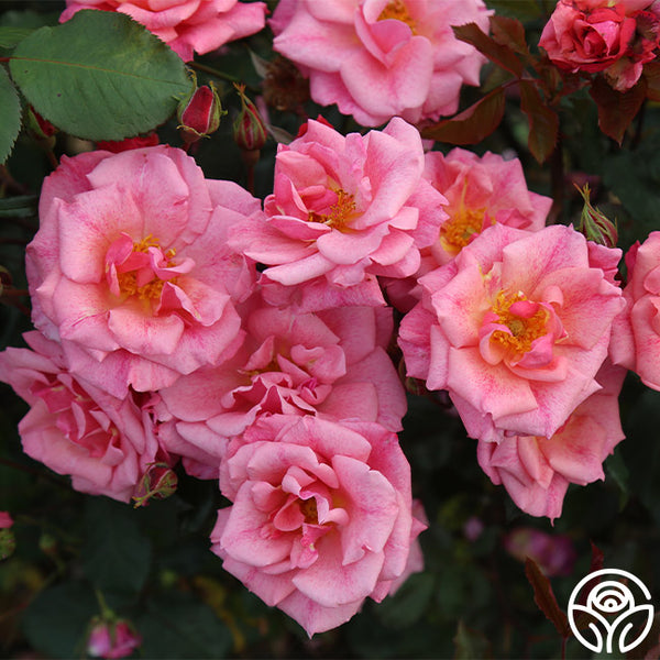 Freckles Hardy Rose | Pink Rose Plant – Heirloom