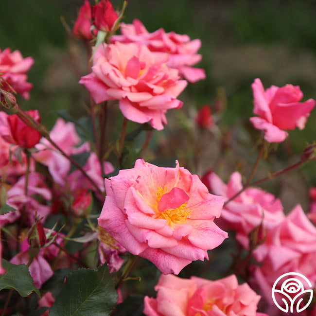 Freckles Hardy Rose | Pink Rose Plant – Heirloom