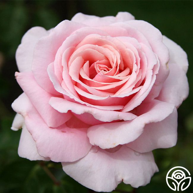 Frdric Mistral Hybrid Tea Rose | Fragrant Rose Bush – Heirloom Roses