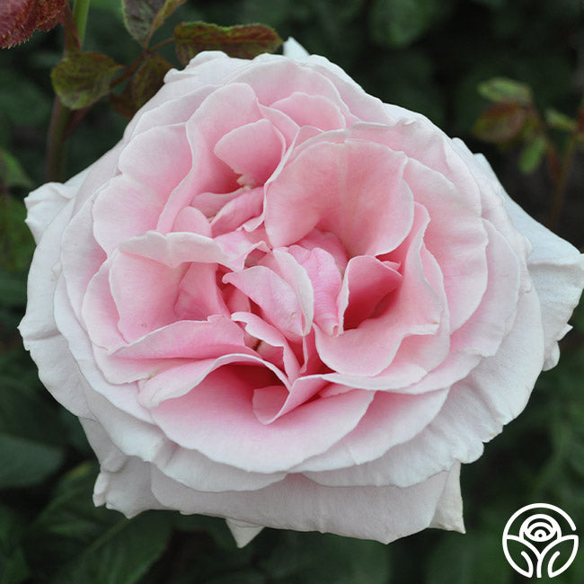 Frdric Mistral Hybrid Tea Rose | Fragrant Rose Bush – Heirloom