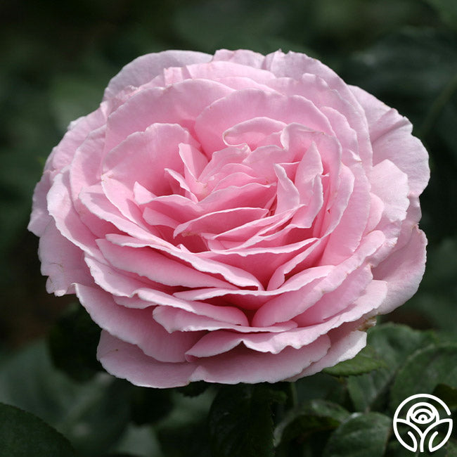 Frdric Mistral Hybrid Tea Rose | Fragrant Rose Bush – Heirloom Roses