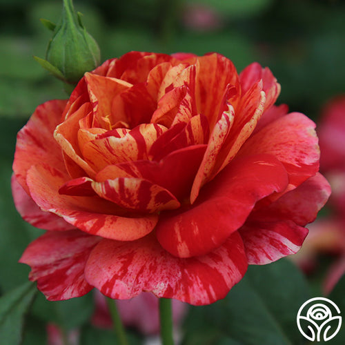 Blended/Multi-Colored Rose
