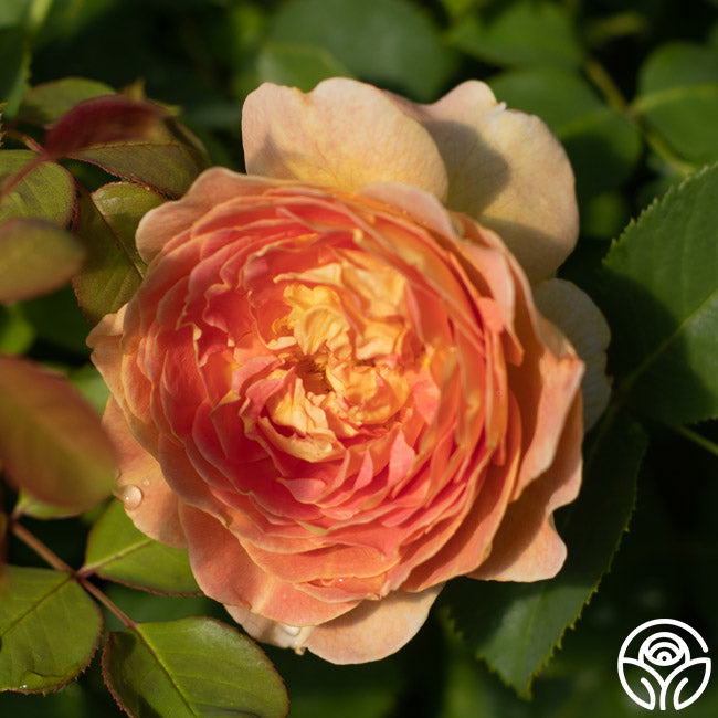 Have Fun Roses Fun in the Sun™ – Heirloom Roses