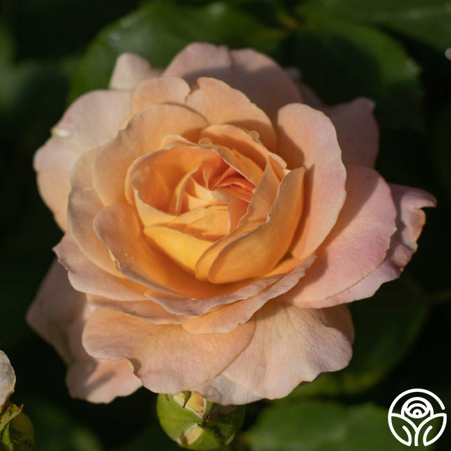 Have Fun Roses Fun in the Sun™ – Heirloom Roses