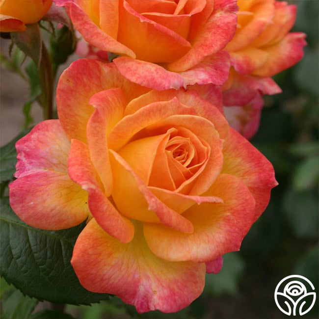 Garden Delight – Heirloom Roses