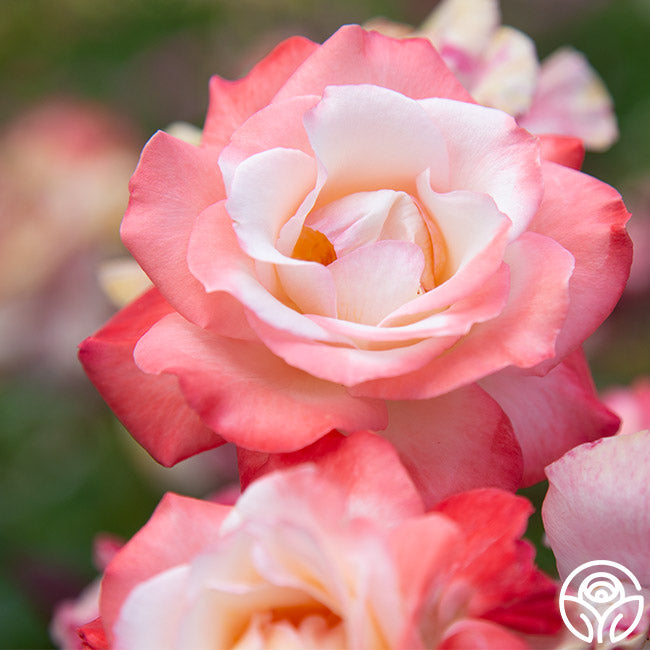 Gemini Hybrid Tea Rose | Fragrant Rose Plant – Heirloom Roses