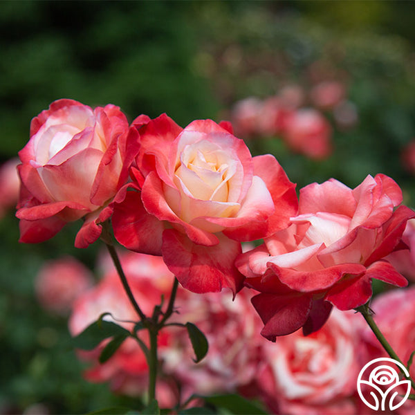 Gemini Hybrid Tea Rose | Fragrant Rose Plant – Heirloom Roses