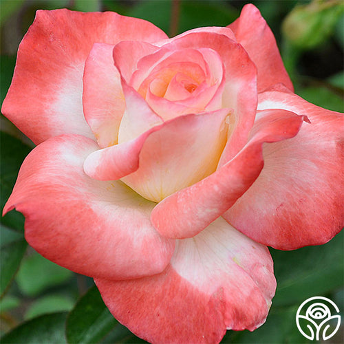 Own-root One Gallon Gemini Hybrid Tea Rose by Heirloom Roses, Pink