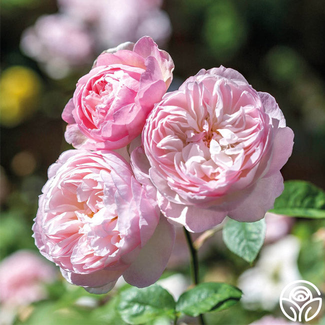 Gentle Hermione | Fragrant David Austin Rose – Heirloom Roses