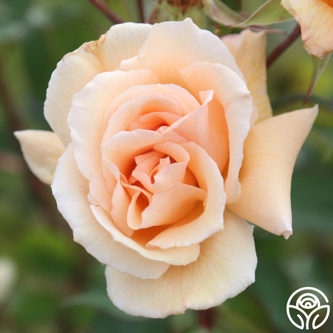 Gentle Persuasion Rose - Hardy - Moderately Fragrant – Heirloom Roses