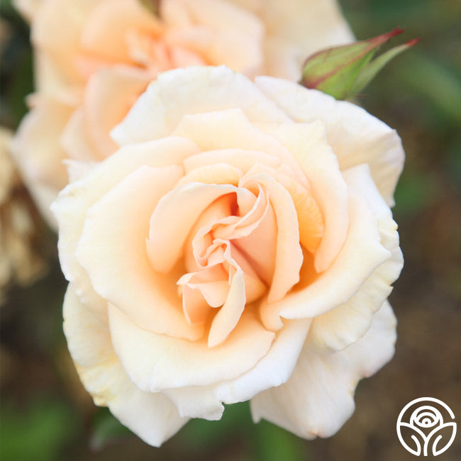 Gentle Persuasion Hardy Rose | Apricot Rose Bush – Heirloom Roses